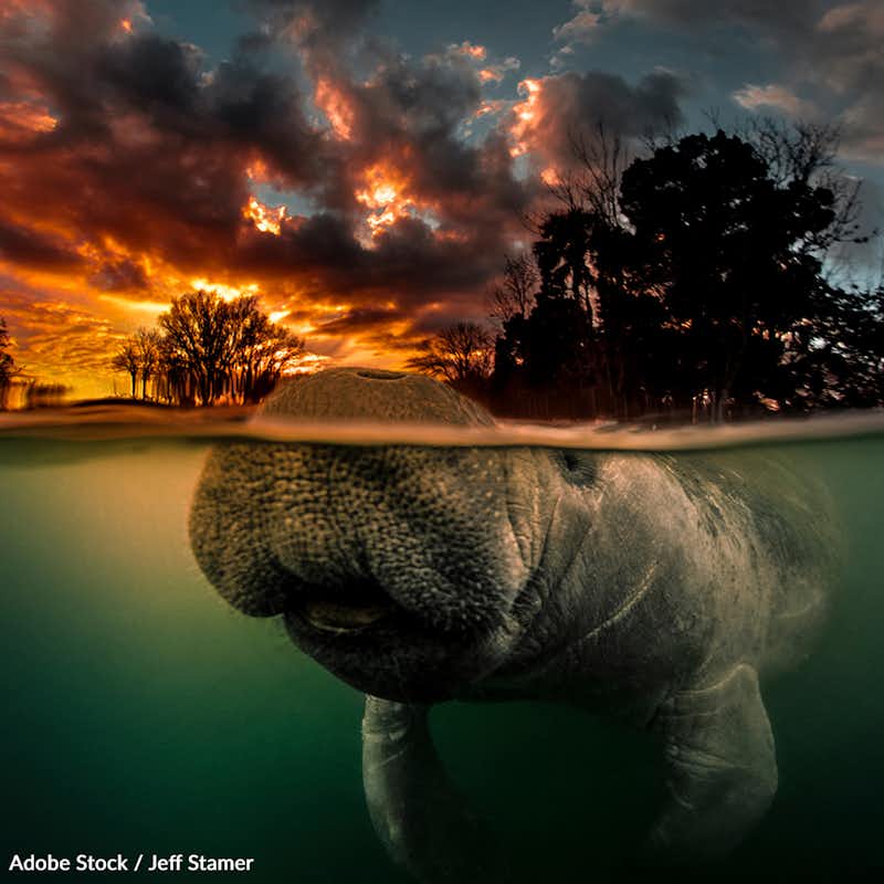 Manatees are facing a number of serious threats that could lead to their extinction. Help protect these amazing animals!