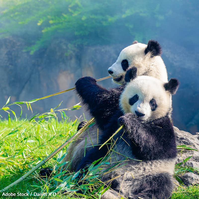 The panda is a symbol of conservation, but it is facing a number of threats that could drive it to extinction. Take action!