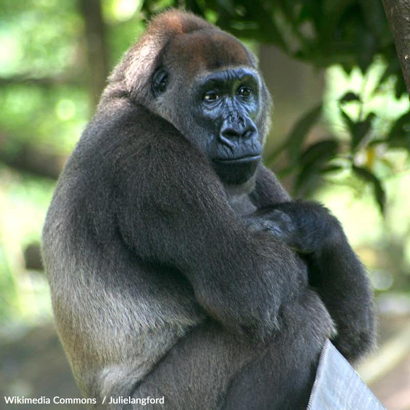 The Cross River gorilla is a critically endangered primate facing threats from habitat loss, poaching, and disease. Take action now!
