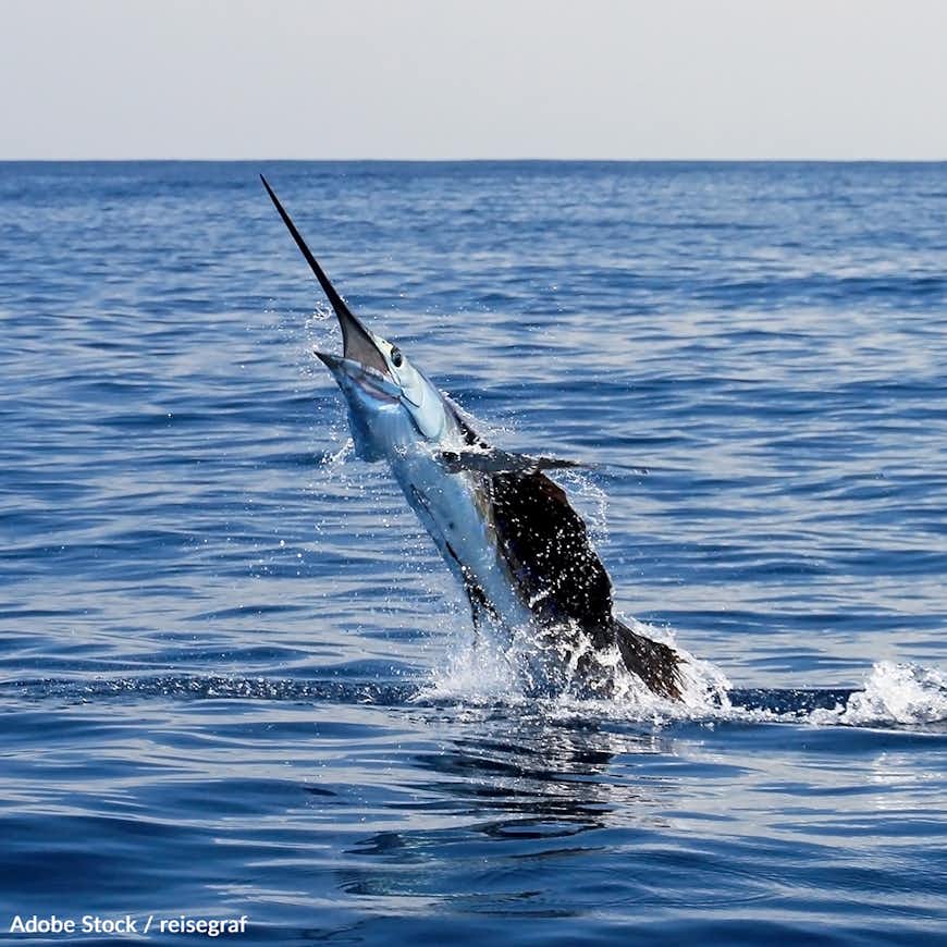 Save the Endangered Western Atlantic Blue Marlin