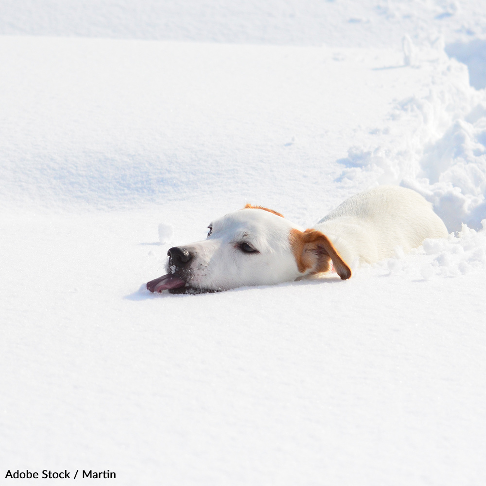 As the temperatures drop, it's important to remember the risks that our pets face during the winter. Take the Warm Pet Pledge and keep animals safe!