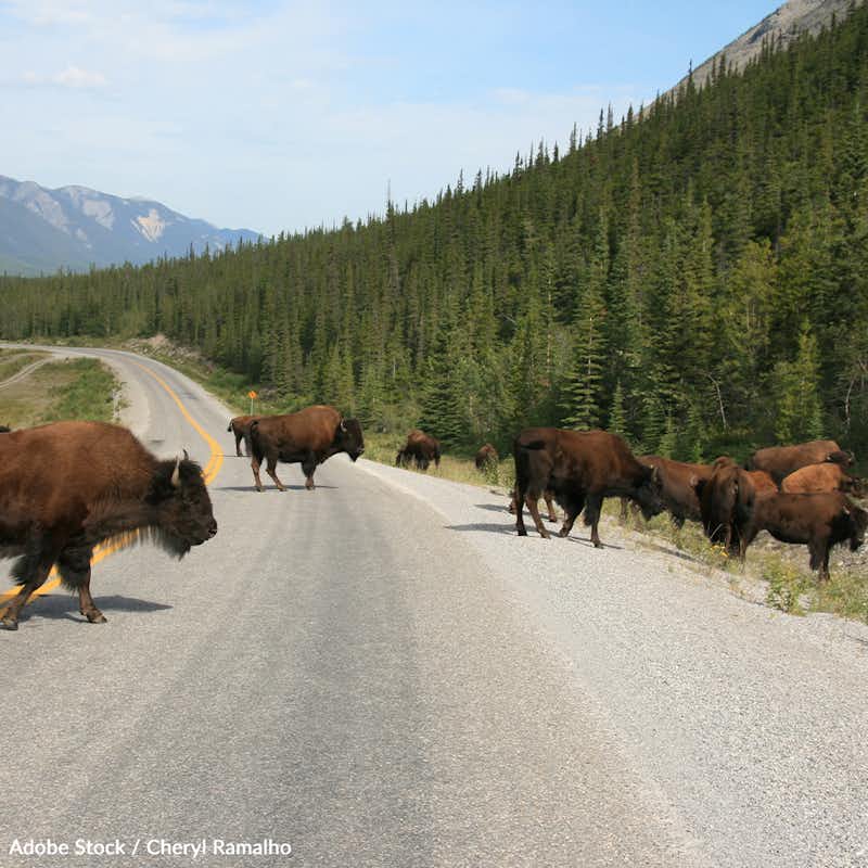Many of Yellowstone National Park's Central Herd of buffalo are being killed by vehicles along the 7-mile stretch of U.S. Highway 191. Take action and support construction of the 'Buffalo Wildlife Bridge!'