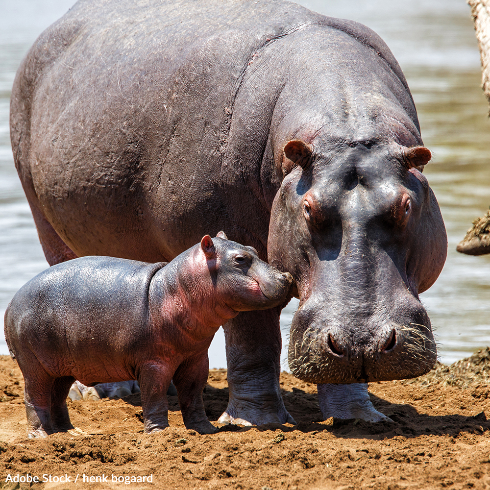 Hippos are one of the most beloved and iconic animals in the world, but they are facing threats that could push them towards extinction. Sign the petition and call on the federal government to protect these animals!