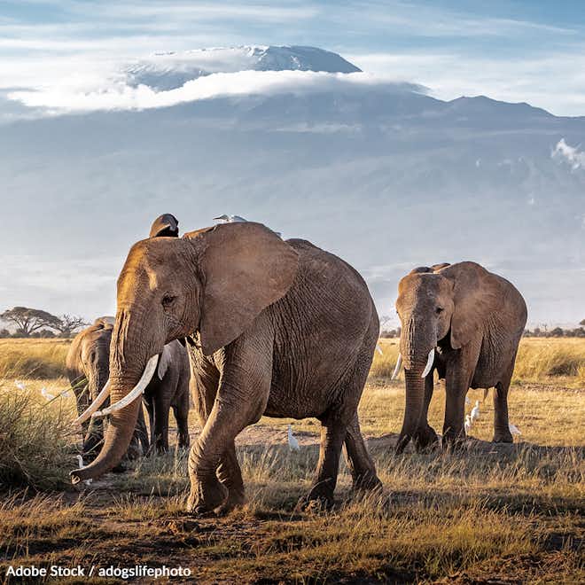 Protect African Elephants from Extinction