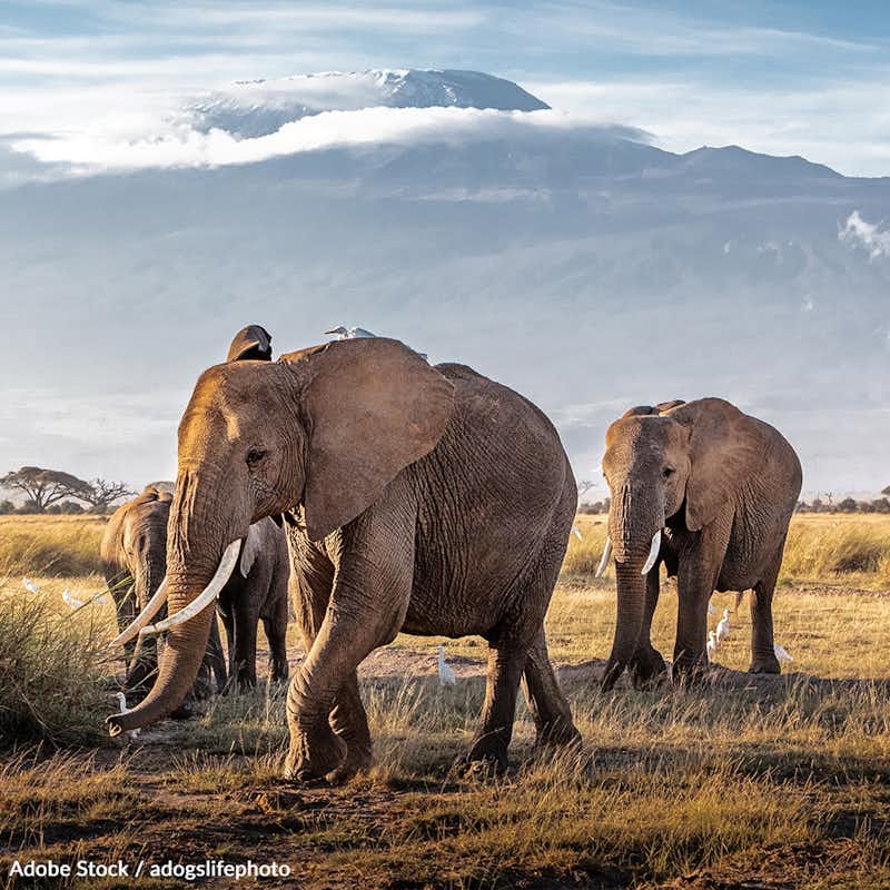 Join us in calling on the federal government to ban African elephant trophy imports under the Endangered Species Act. We must take action to protect these majestic creatures!