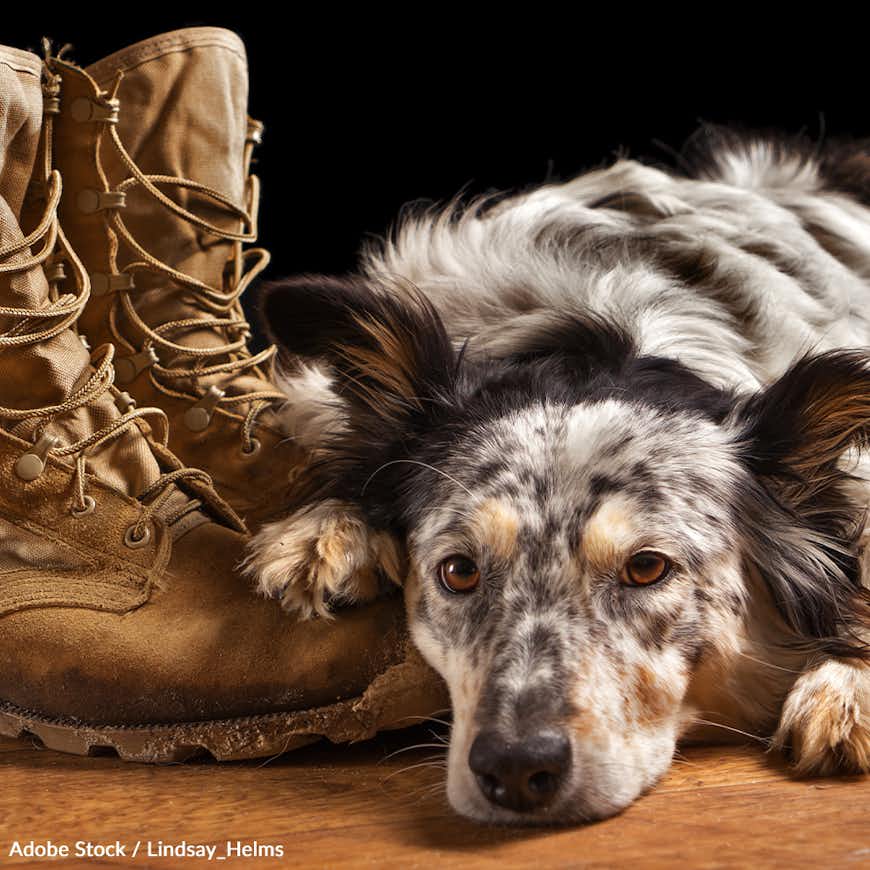 Pledge to Support and Thank Our K9 Veterans