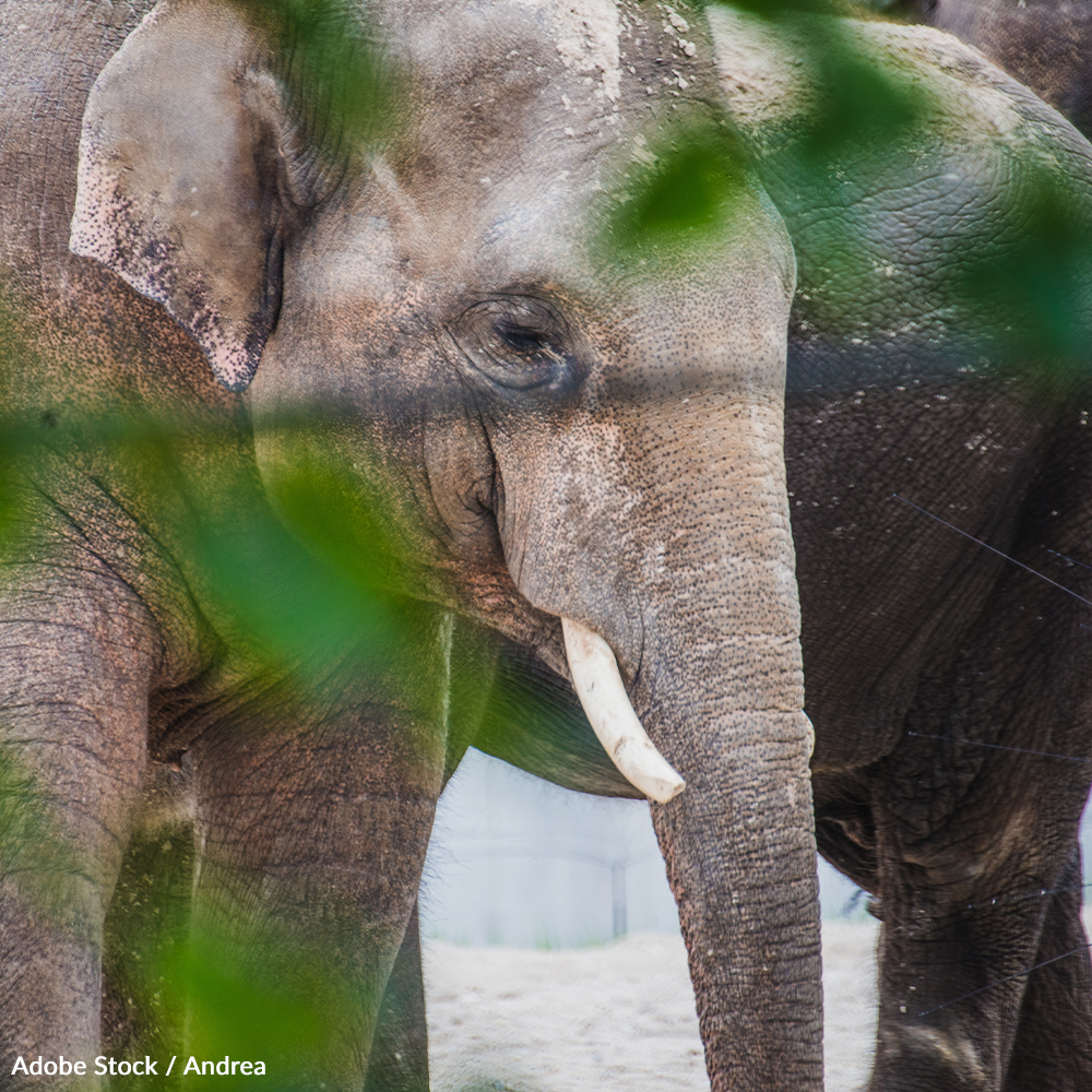 The Oregon Zoo has seen 26 live elephant births over the past 50 years, with 19 elephants dying at the zoo, raising serious concerns about the welfare of elephants in captivity. Take action for elephants!