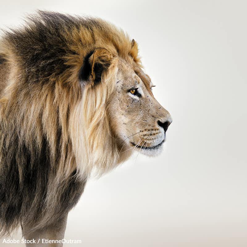 Take action for wildlife! Join us in calling on the U.S. Fish and Wildlife Service to ban the import of endangered animal trophies. 