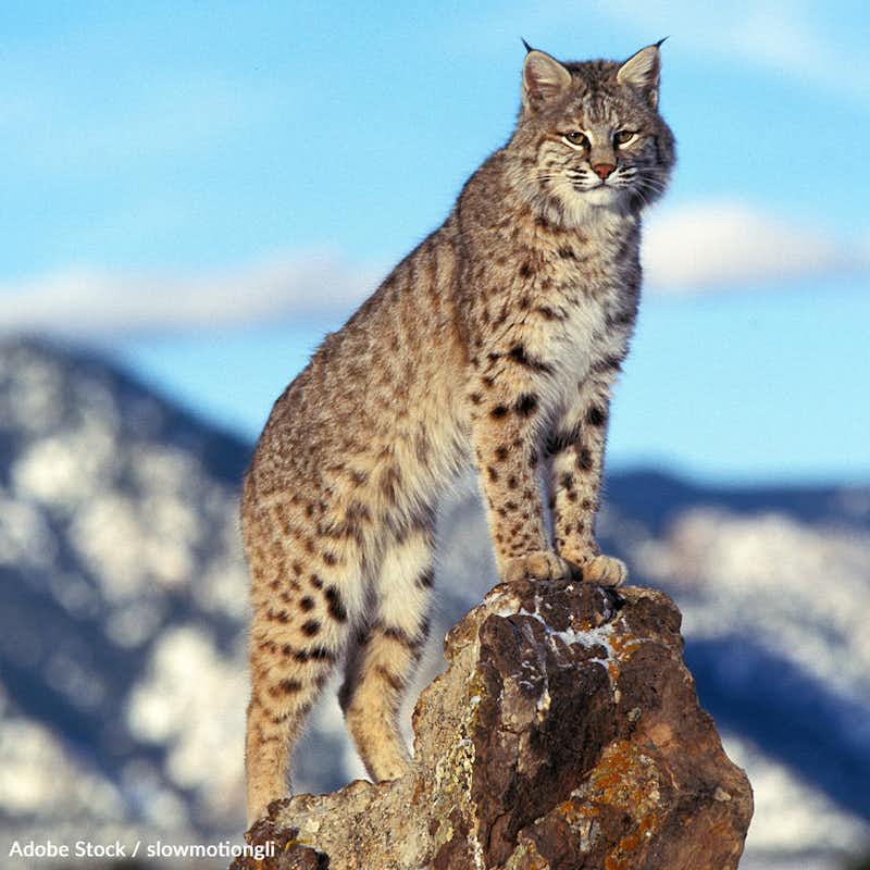 Lynx boreal -Shubenacadie Wildlife Park