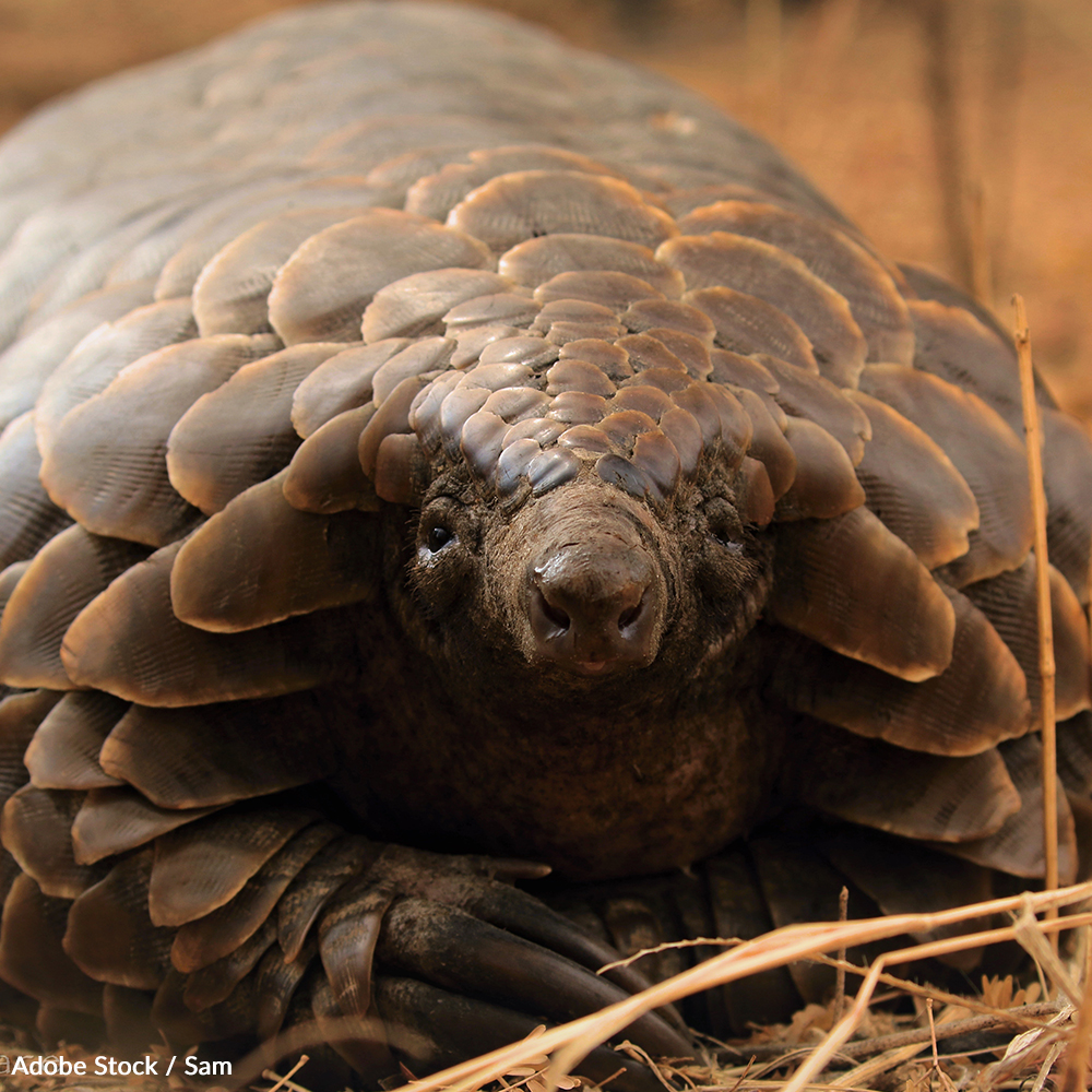 These unique and shy creatures have existed on Earth for 60 million years, and their disappearance would be a tragic loss. Take action for pangolins!