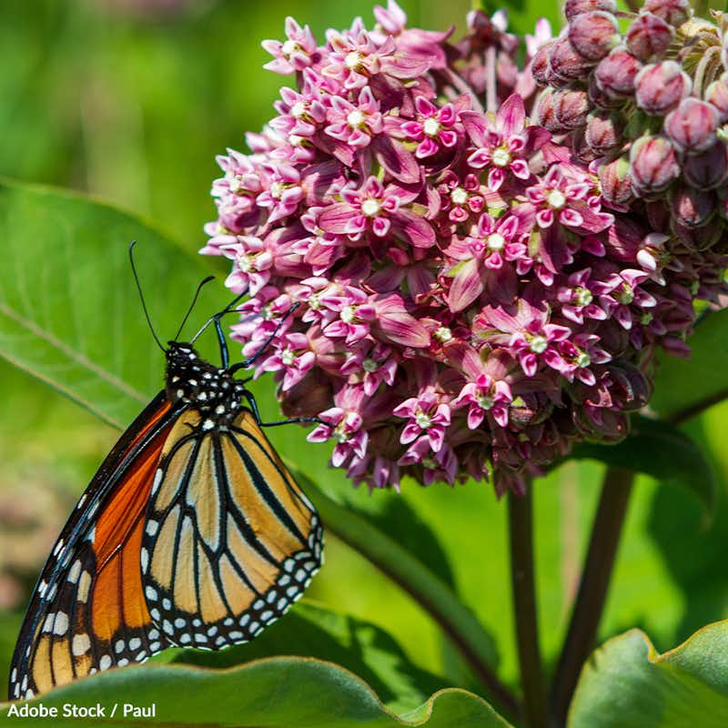 The prostrate milkweed plant, crucial for the survival of Monarch butterflies and other pollinators, has been declared endangered. Take action for milkweed!
