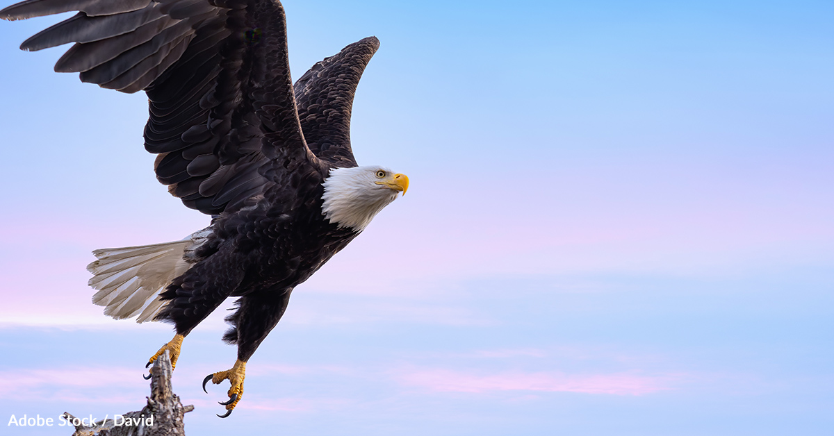 Bald eagles around the U.S. are contracting the bird flu