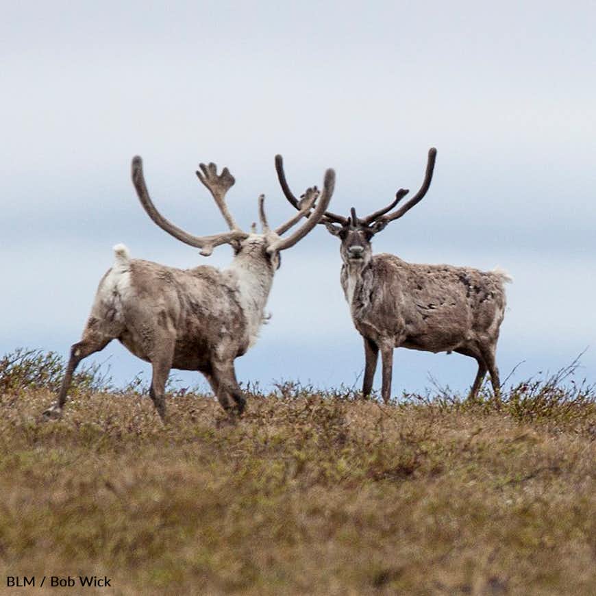 Stop the Drilling — Protect Arctic Lives and Land
