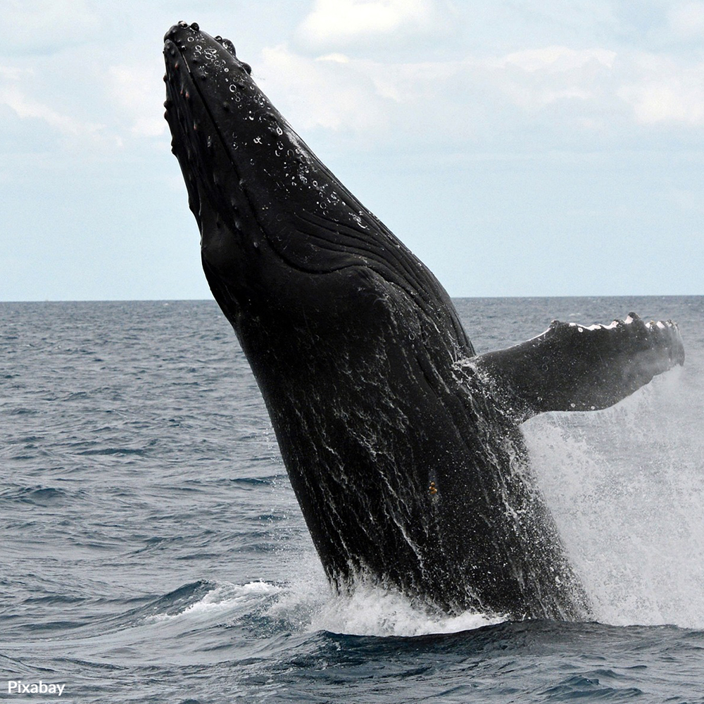Support Ropeless Fishing Gear to Save Whales