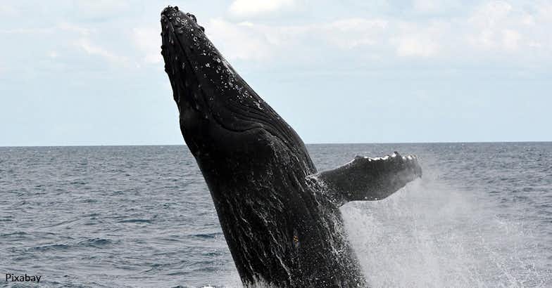 Support Ropeless Fishing Gear to Save Whales