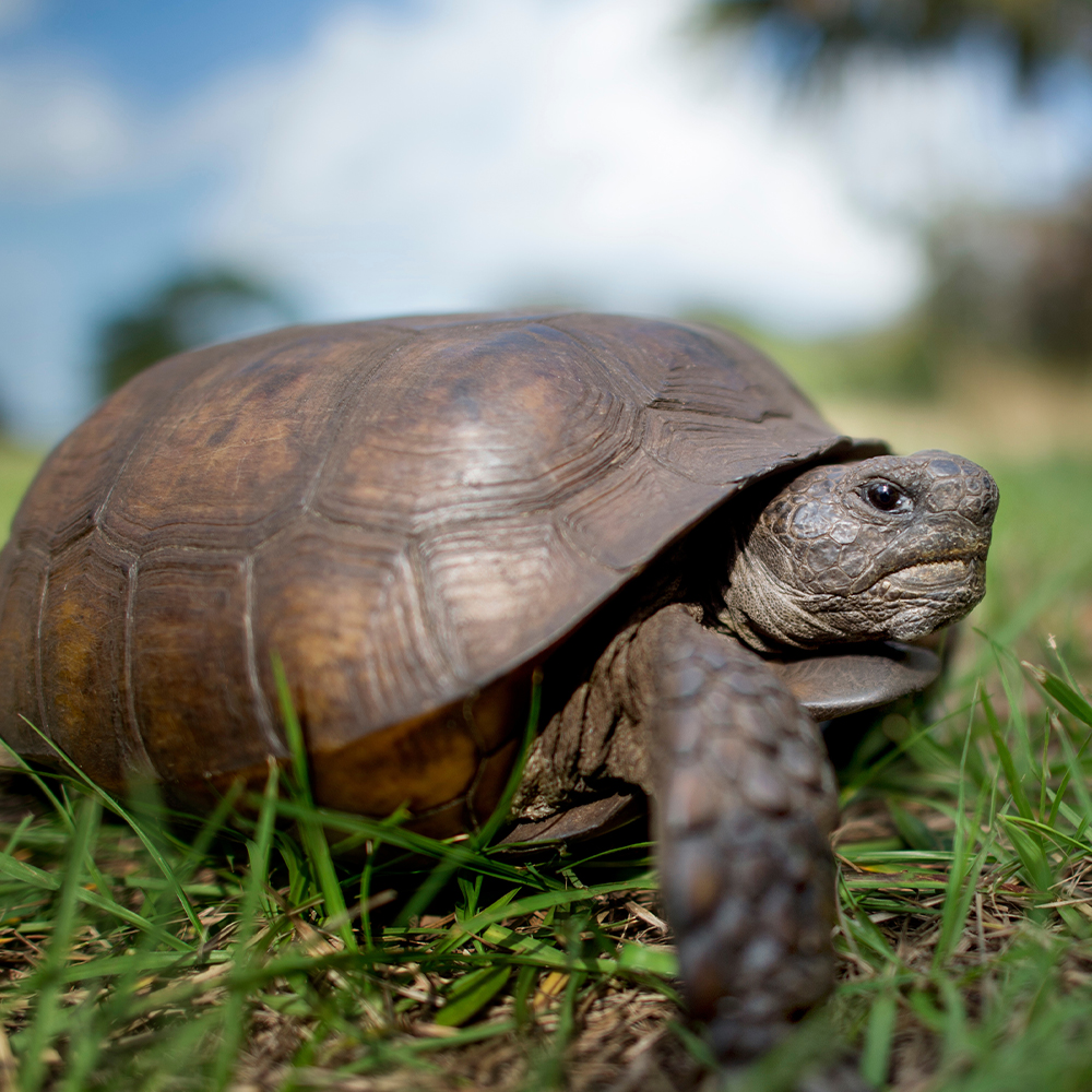 The Gopher tortoise is rapidly disappearing due to habitat loss from human development, agriculture, climate change, and more. Take action! 