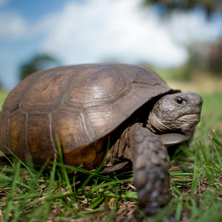 Save the Gopher Tortoise
