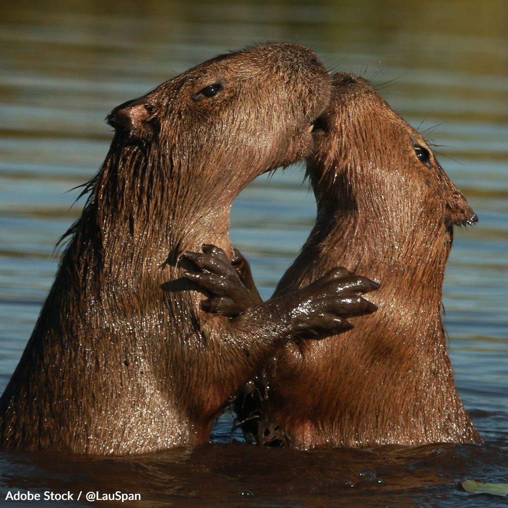 Save the Capybara and the Amazon