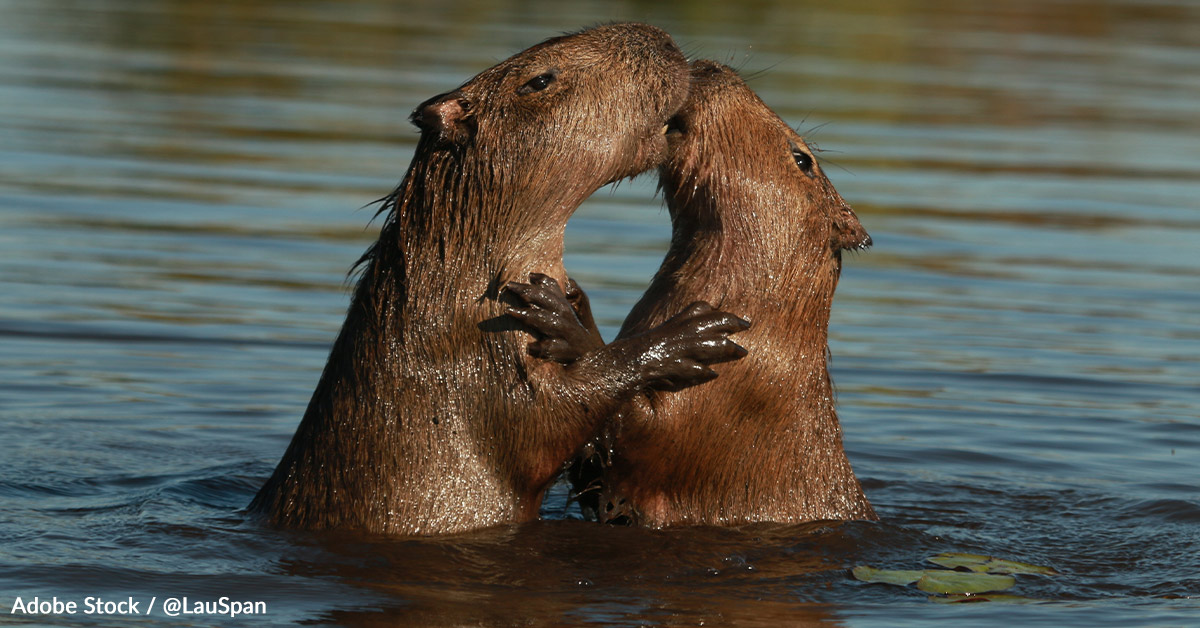 Save the Capybara and the Amazon