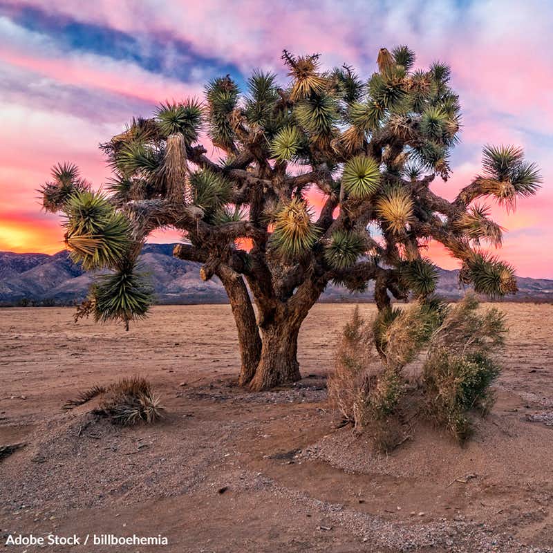 The U.S. Fish and Wildlife Service recently declined to list the Joshua Tree under the federal Endangered Species Act, leaving the fate of potential protection measures in question. Take action for this iconic species! 