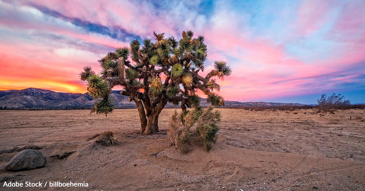 Save the Joshua Tree from Extinction