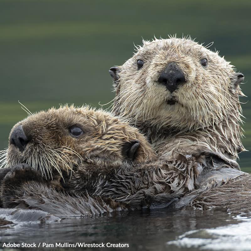 Save Sea Otters from Disease and Extinction | Take Action @ The Animal ...
