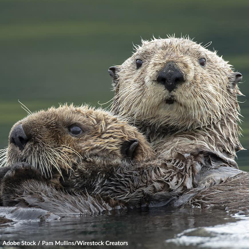 Save Sea Otters from Disease and Extinction