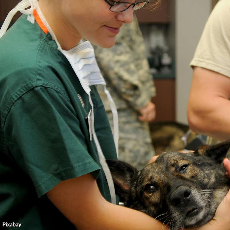 Millions of furry friends could be left without proper care due to the dire shortage of veterinarians in the US. Pledge to support vets in your community and nationwide!