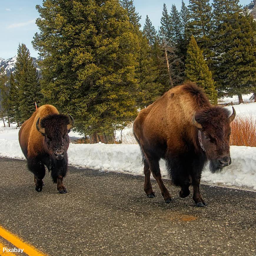 Save Yellowstone Bison from Slaughter