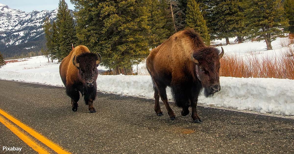 Save Yellowstone Bison from Slaughter