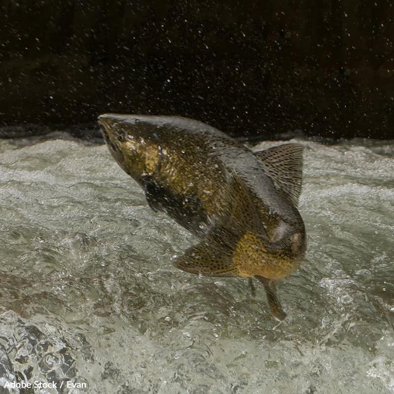Chinook salmon are dwindling because of overfishing and drought. Help us protect this magnificent fish species and the ecosystem it thrives in. 