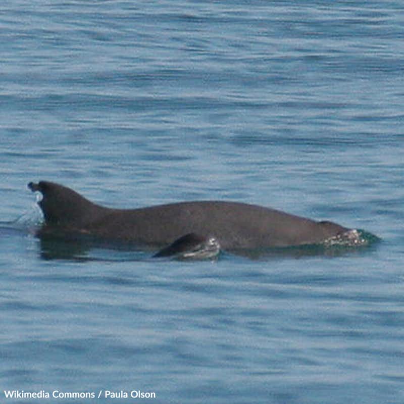 While the Mexican government has promised to take action to protect this endangered species, illegal fishing and other activities continue to pose a threat. Take action for the vaquita!