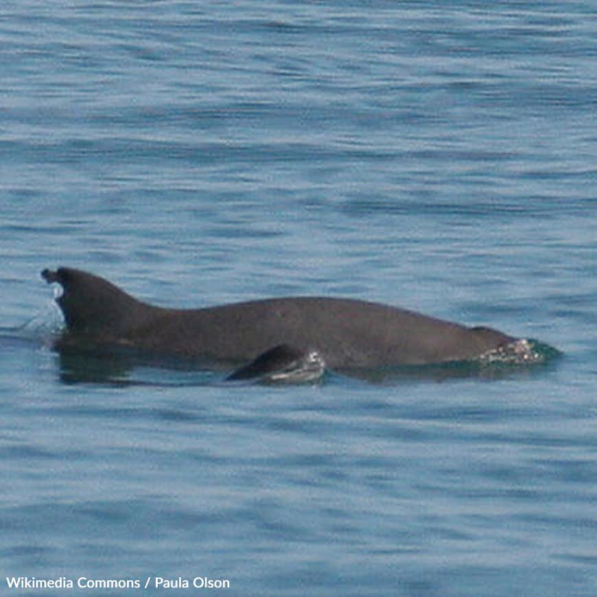 Last Chance to Rescue Dwindling Vaquita Population — Less than 10 Left