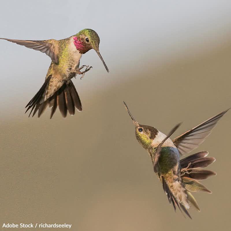 The Rufous hummingbird, one of the smallest and feistiest species, has lost two-thirds of its population since 1970, and it's not alone. Take action for hummingbirds!