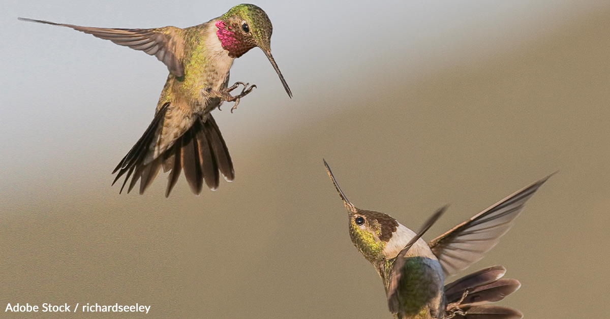 Take Action to Save Hummingbirds