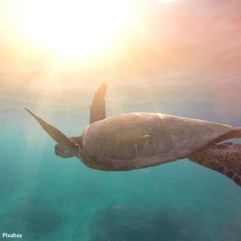 Many species of turtles and tortoises are threatened with extinction. Take the World Turtle Day Pledge and make a difference for these incredible creatures! 