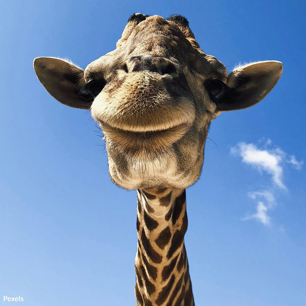 Autistic Giraffe