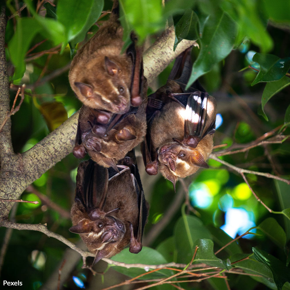 From pest control to pollination, bats are true superheroes. But many bat species are facing extinction. Take action for bats!