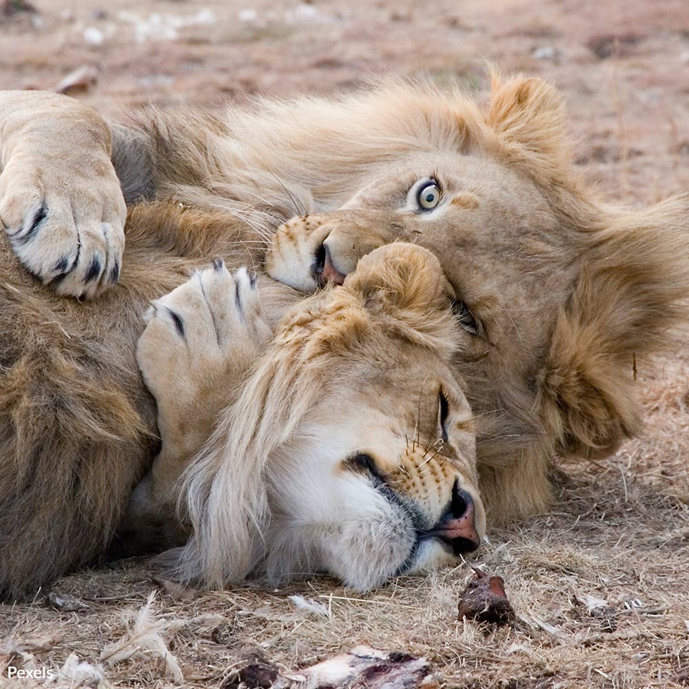 Protect Lions From Human Conflicts