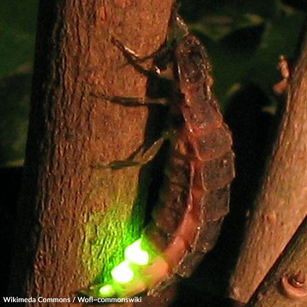 Take Action to Protect Fireflies
