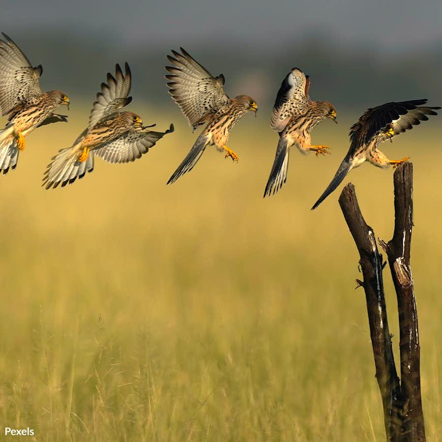 Save the American Kestrel from Extinction