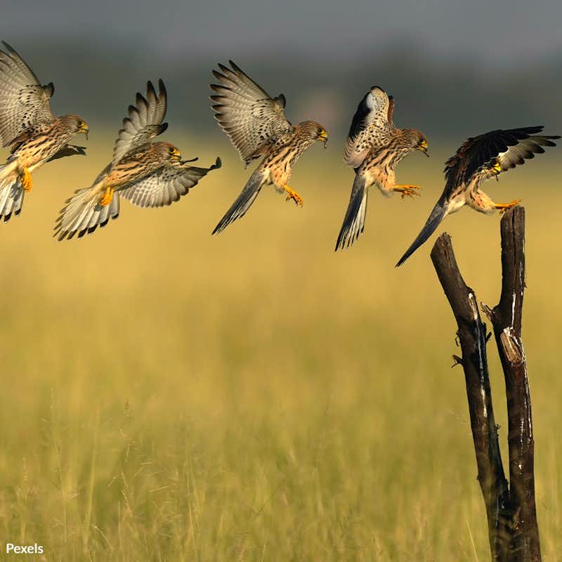 The American kestrel has lost half its population since 1970. Take action for this important species!
