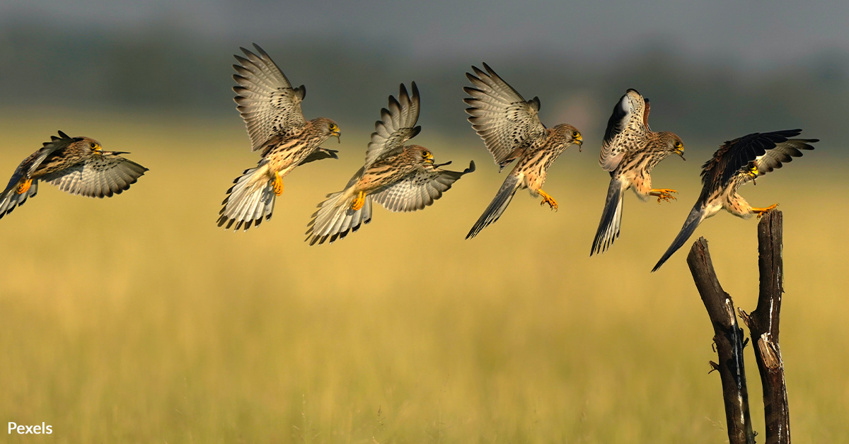 Help Save the American Kestrel from Extinction!