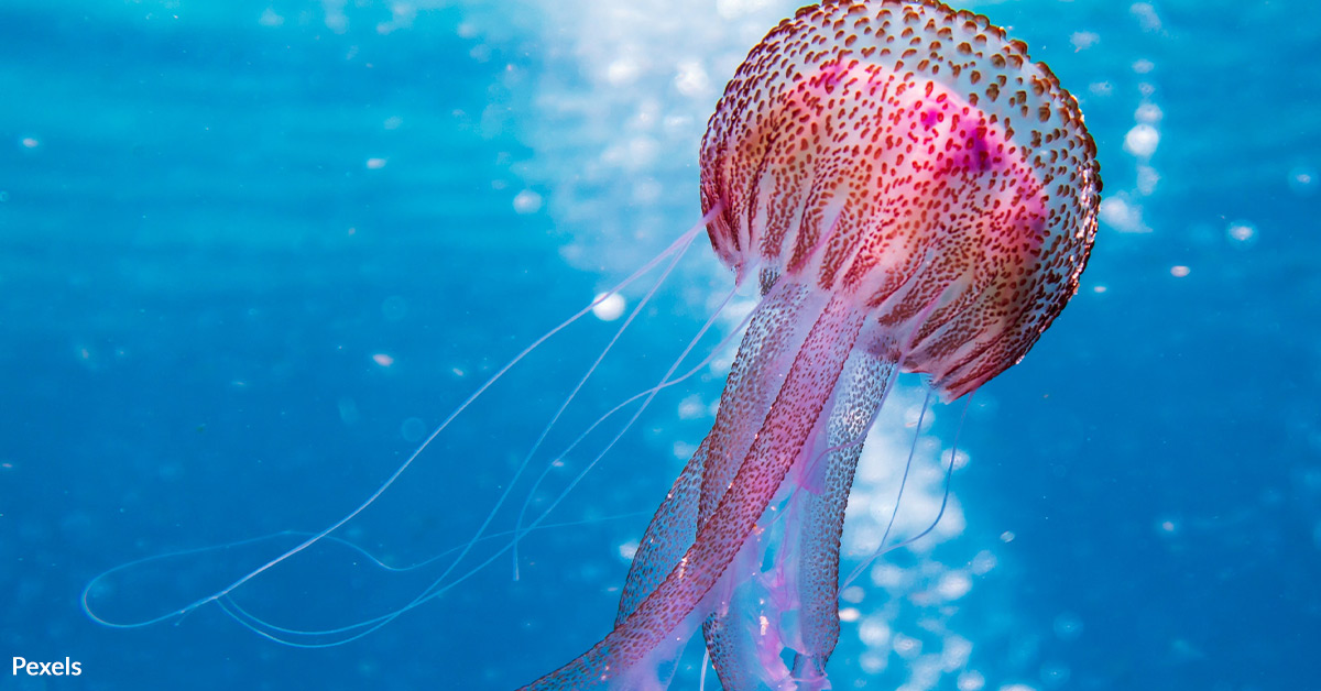 Mining Is A Menace to Marine Life — Protect Ocean Ecosystems