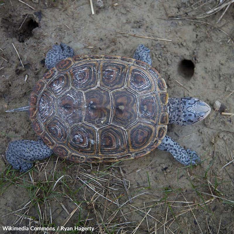 These beautiful turtles play a vital role in our coastal ecosystems. Take action for their survival!