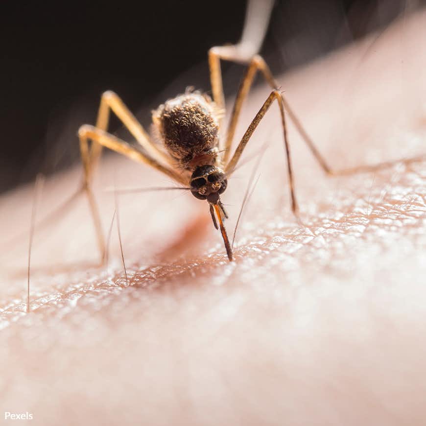Eliminate the Threat of Malaria in the U.S.