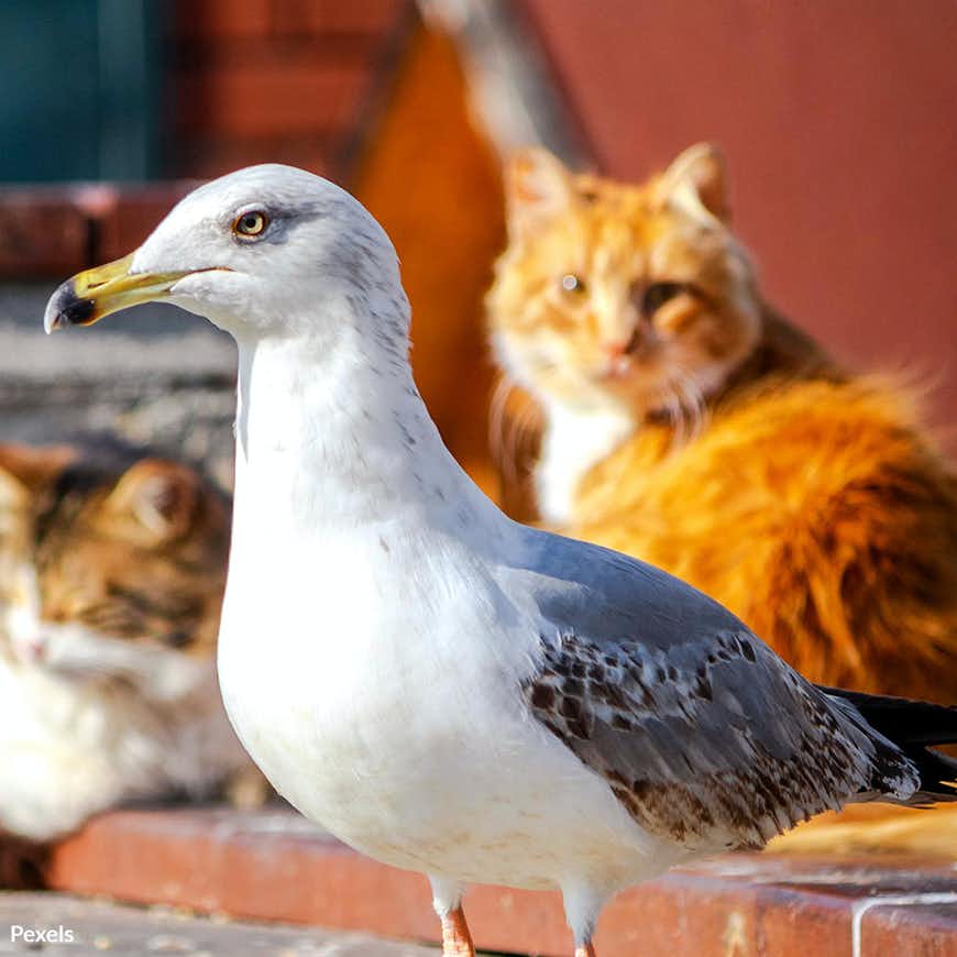 Protect Pets from Avian Flu