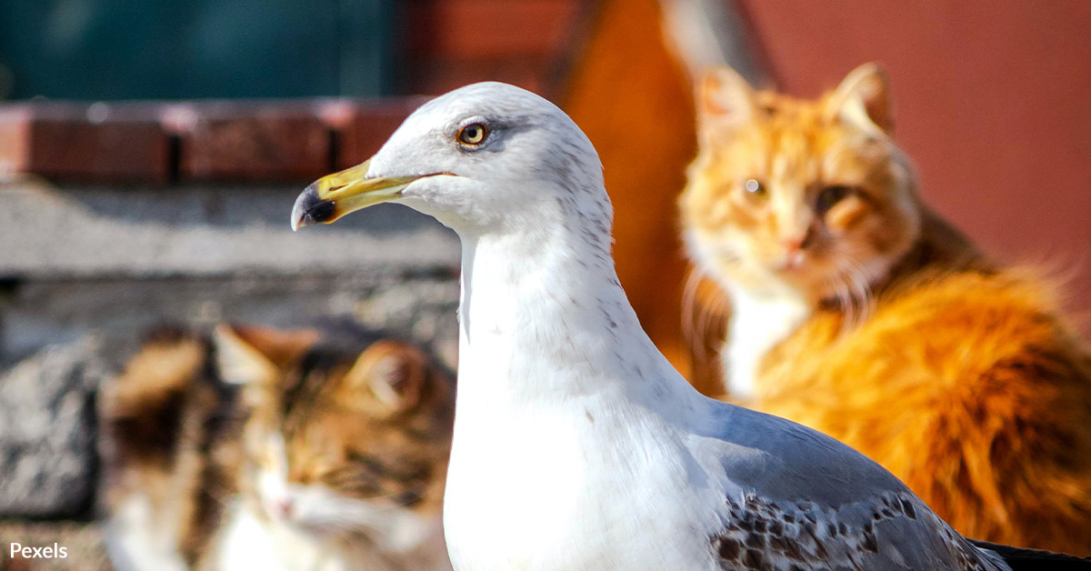 Protect Pets from Avian Flu