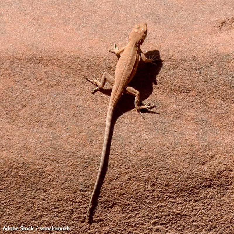 Threatened by energy development, mining, and climate change, the survival of this tiny lizard hangs in the balance. Take action now!