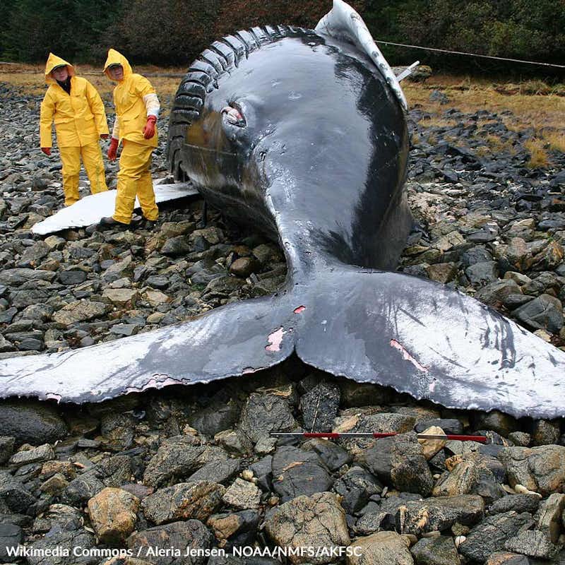 Whale beachings can present a difficult and unpredictable crisis. Understand the risks whales face, the causes of beachings, and how you can help!